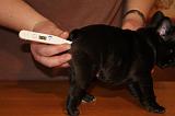 BOULEDOGUE FRANCAIS - TEMPERATURE 008